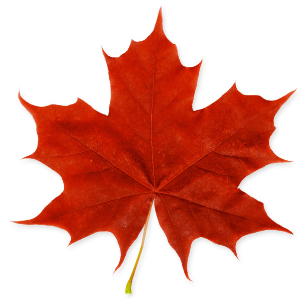 image:maple leaf